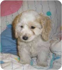 Rudy is raised around children and is ready to join in all of the fun at your place. Cocker Bichon Puppies For Sale