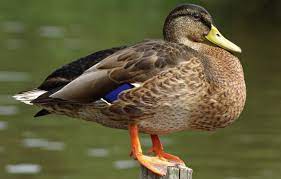 Wilde Eend Vogelhospitaal