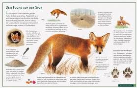 Fuchs Lernposter Vom Naturverlag Wawra Im Kinderpostershop Bestellen Fuchs Poster Shop Steckbrief Fuchs