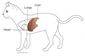 However, most cases will initially be treated by surgically removing the tumors. Hepatic Lipidosis In Cats Fatty Liver Syndrome In Cats Vca Animal Hospital