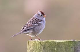Wings are brown with two pale bars. Details White Crowned Sparrow Birdguides
