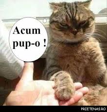 Poze cu mesaje amuzante #1. Poze Haioase Cu Animale Photos Facebook