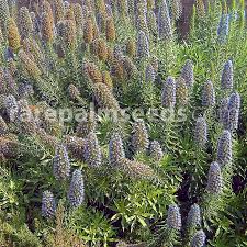 Image result for Coleus calycinus