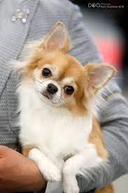 A dog is not born understanding your words and body language. I M Listening Chihuahua Chihuahua Dogs Chihuahua Easiest Dogs To Train