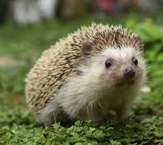 Avoir Un Herisson Dans Son Jardin Animaux Beaux Bebes Animaux Mignons Animaux