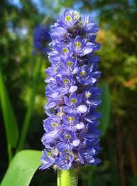 Image result for Monochoria