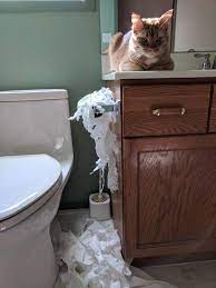 料理の邪魔する猫をトイレに閉じ込めておいた01 cats dog person cat talk