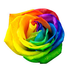 Please do not forget to share this article on social. Rainbow Flower Stock Photos And Images 123rf