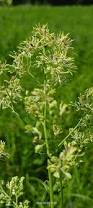 Image result for Satyrium flavum
