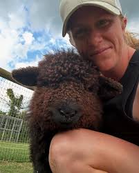 Feilding Store Sale Friday 12th September Sheep 11am start # **MIDWEST  FARMS** **Hunterville** 500 Shorn Romney Ewe Lambs Genuine late born,  Forbes Cameron bred Contact Campbell Harding 0274 959 008