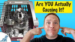 Check spelling or type a new query. Is Your Dog Barking In Their Crate Here S What To Do Youtube
