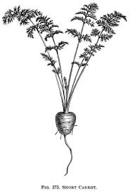 Black And White Line Art Plant Clipart Vintage Garden Clip Art Vegetable Graphics Black And White Clipart Carrot Illustration Botanical Illustration Black And White Clip Art Vintage Roots Drawing