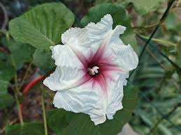 Image result for Ipomoea albivenia