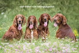 Now i have a plan of things i need to do and on what cadence. Irisch Setter Vom Gebirgsjagerhof