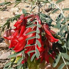 Image result for Lessertia pauciflora