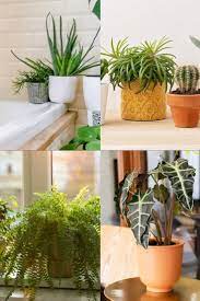 Terracotta Vs Ceramic Pots Which Is Better For Your Houseplants Plants Houseplants Ceramic Pots