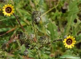 Image result for Osteospermum muricatum