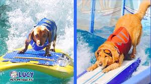 A face mask is used instead, because it is such a fast surgery. Celebrate With Surfing Dogs In The 2017 Rose Parade By Lucy Pet Positively Woof