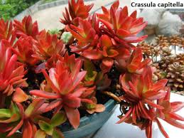 Image result for Crassula capitella