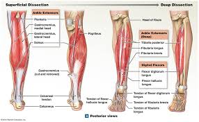 All content on and from osmosis is intended for educational and informational purposes only. The Extrinsic Muscles That Move The Foot And Toes Human Body Anatomy Muscle Anatomy Medical Knowledge