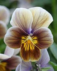 Viola Frosted Chocolate Pansies Flowers Pansies Chocolate Flowers