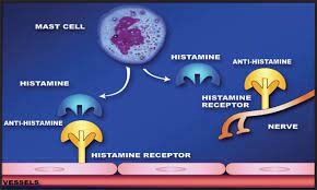 Difference Between Histamine And Antihistamine Compare The Difference Between Similar Terms