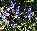 Image result for Polygala dewevrei