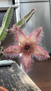 Image result for Stapelia getliffei