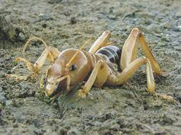 The jerusalem cricket is a type of north american camel cricket, humpback and sandy tracks included. The Bug Box Jerusalem Cricket Bug Box Postregister Com