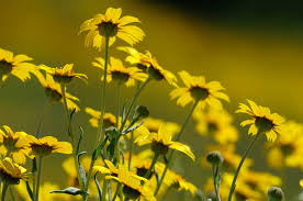 Tea was made from the leaves to cure stomach ailments. Beautiful California Native Wildflowers Home Page