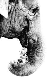 Poster Van Een Olifant Met Witte Achtergrond Dit Schilderij Is Beschikbaar Op Geborsteld Aluminium Plexiglas Olifant Canvas Foto Zwart Wit Witte Achtergrond
