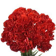 Globalrose Fresh Red Carnations 200 Stems Carnations Red 200 The Home Depot Red Carnation Flower Food Flower Care