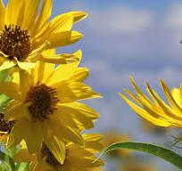 Compass Plant Seeds, Silphium laciniatum | American Meadows