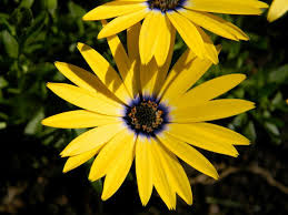 Elkridge and Howard County Death Notices through Jan. 25