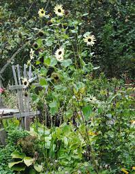 We did not find results for: Photo Of The Entire Plant Of Sunflower Helianthus Annuus Italian White Posted By Chelle National Gardening Associa White Sunflowers Plants Vertical Garden