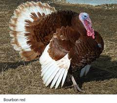 English to bengali translation english to marathi translation english to gujarati translation english to sanskrit translation. Ayam Belanda Ayam Piru Ayam Kampung Pokok Sena Kedah Facebook