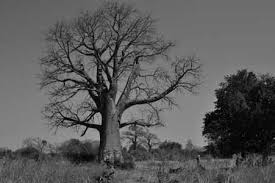 Image result for Brachystegia manga