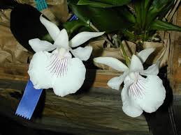 Image result for Cyrtorchis crassifolia