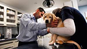 Justanswer.com has been visited by 100k+ users in the past month Putting A Pet Down Quotes Quotesgram