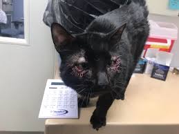 In cats with inherited entropion and in most cats with secondary entropion, surgery is required to roll the eyelid outward. Nebraska Humane Cats On Twitter Squintz A Three Year Old Black Domestic Shorthair Mix Recently Had Entropion Surgery And Is Ready To Look For A Forever Home He Is Super Nice Friendly And Meows