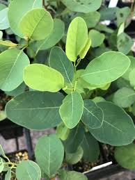 Image result for Flueggea