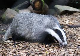 Und Es Gibt Ihn Doch Animals Photo Badger