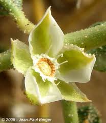 Image result for Limeum