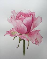 ✓ free for commercial use ✓ high quality images. Trendy How To Paint Watercolour Flowers Pink Roses 17 Ideas Watercolor Flowers Paintings Flower Drawing Flower Art