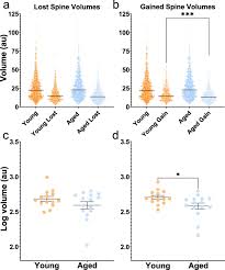Dendritic Spines of Layer 5 Pyramidal Neurons of the Aging Somatosensory  Cortex Exhibit Reduced Volumetric Remodeling
