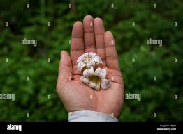 Image result for Rothmannia fischeri