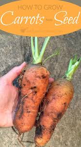 We did not find results for: Planting Carrot Seeds Tips For Growing Carrots From Seed Growing Carrots From Seed Planting Carrots Seeds How To Plant Carrots
