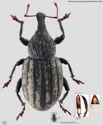 Image result for Plinthus