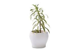 Huge range of table top plants at plantsguru.com. Buy Office Table Top Plants Online Office Desk Plants Green Decor