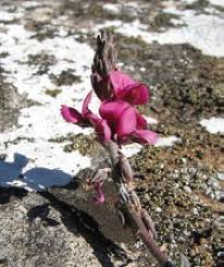 Image result for Cyphia brachyandra